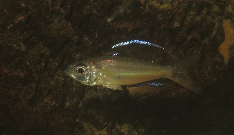 Trematocara stigmaticum 'Kalambo Lodge'
